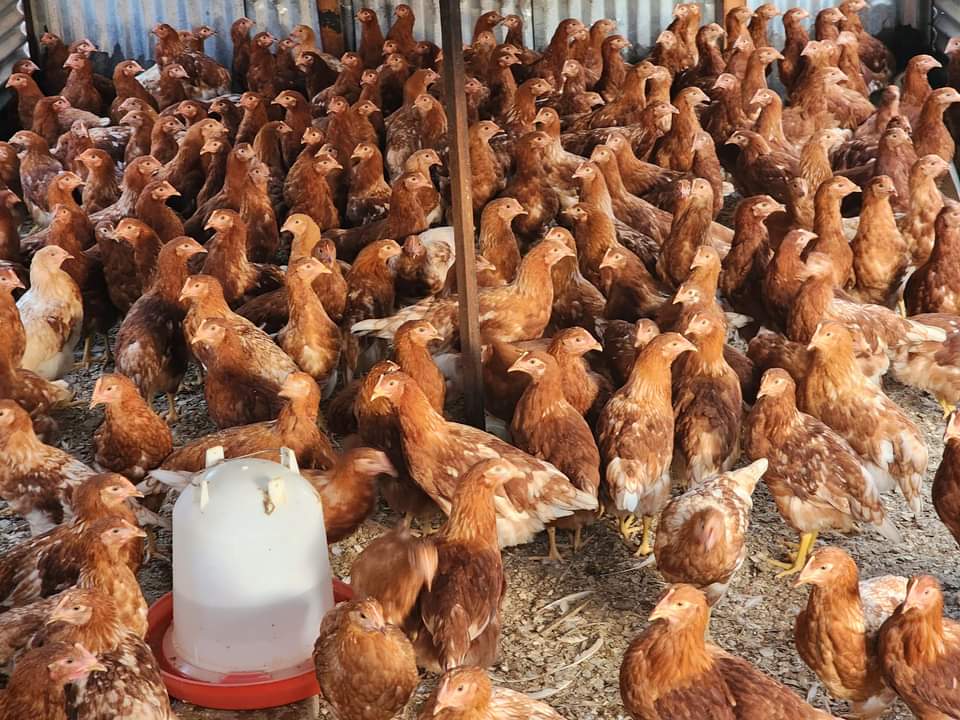 Poultry Image